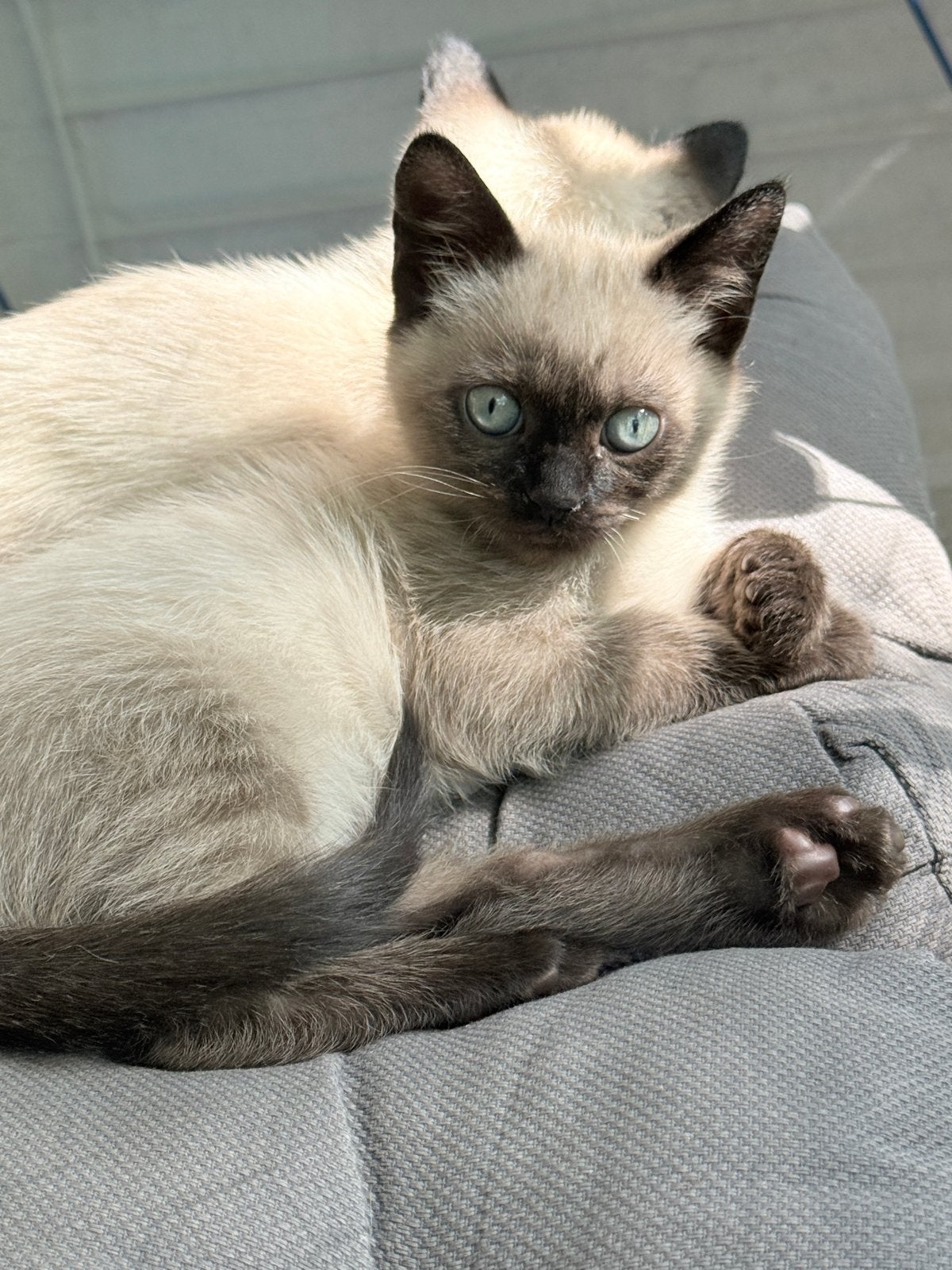 Siamese poesje, Poes