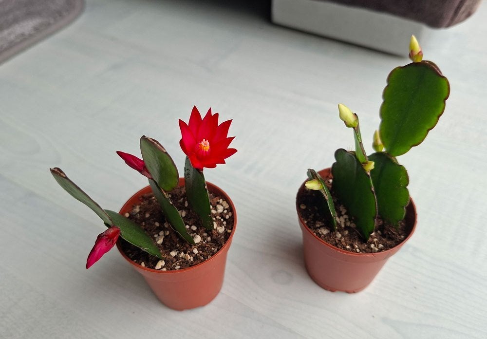Paascactus - Hatiora Gaertneri (in knop/bloei), Huis en Inrichting, Kamerplanten, Ophalen, Halfschaduw, Cactus, Minder dan 100 cm