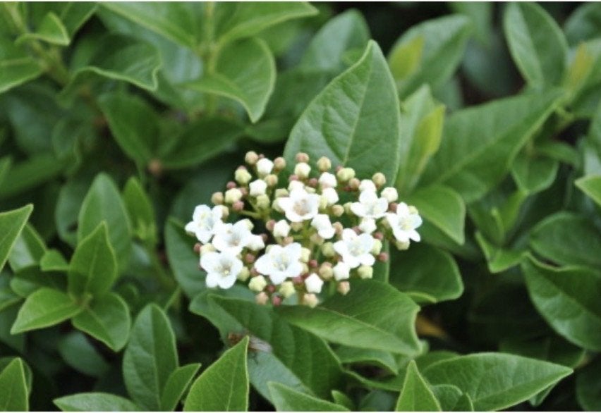 Viburnum tinus - sneeuwbal, Tuin en Terras, Vaste plant, Halfschaduw, Winter, Ophalen