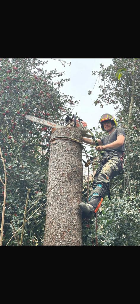 Bomen verwijderen of snoeien, Diensten en Vakmensen, Tuinmannen en Stratenmakers, Tuinonderhoud of Snoeiwerk