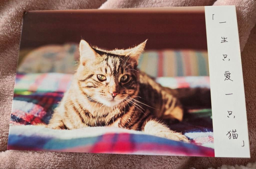 Poes ligt te relaxen, Verzenden, 1980 tot heden, Ongelopen, Hond of Kat
