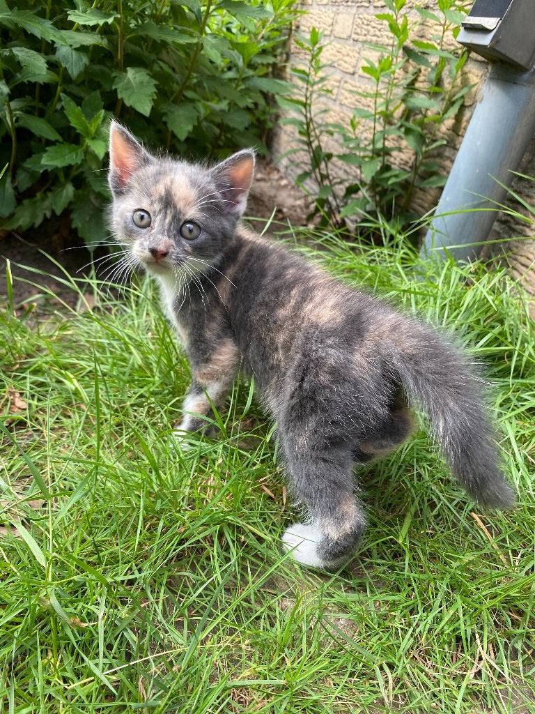 kittens met aparte kleur, Meerdere dieren