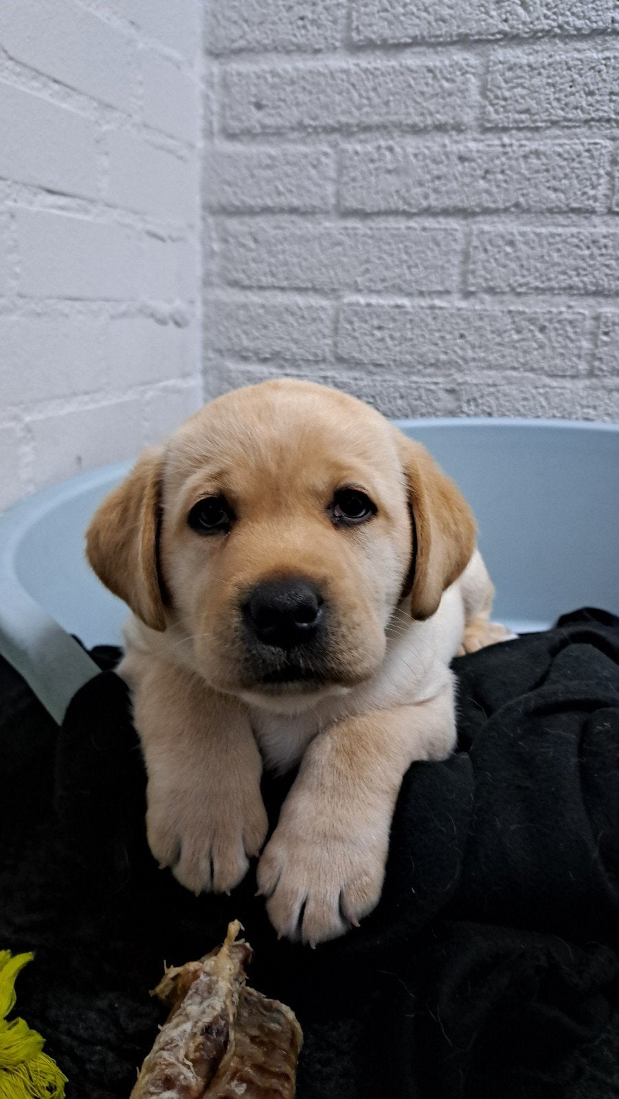 Labrador gele pup met stamboom uit geteste ouders, Dieren en Toebehoren, 8 tot 15 weken, Labrador retriever, Meerdere, Meerdere dieren