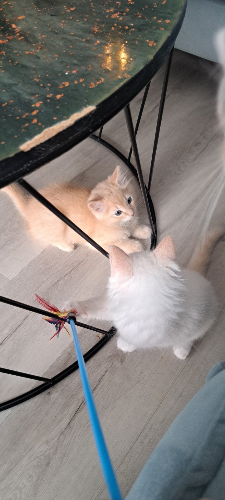 Ragdoll katertjes, stamboom, zeldzame creampoints en  creme, Dieren en Toebehoren, Kater, Met stamboom, 0 tot 2 jaar