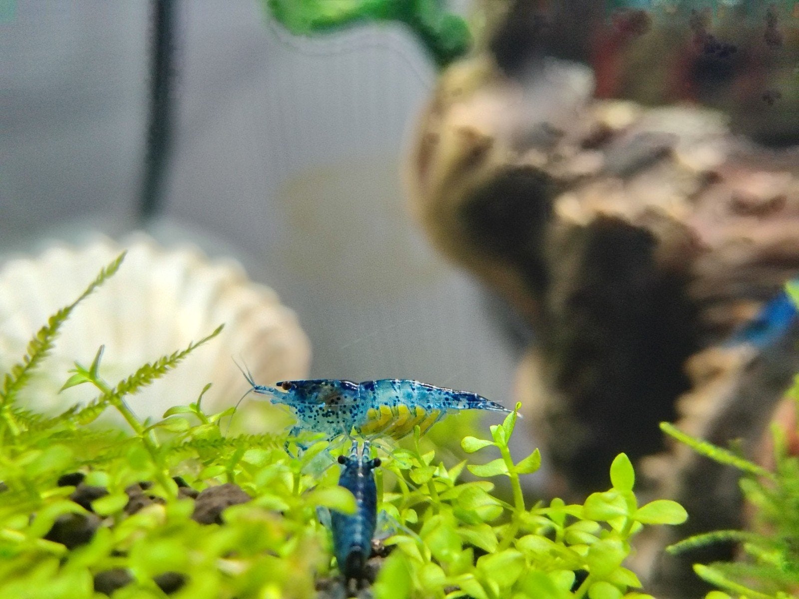 Blue Velvet Garnalen, Dieren en Toebehoren, Kreeft, Krab of Garnaal, Zoetwatervis