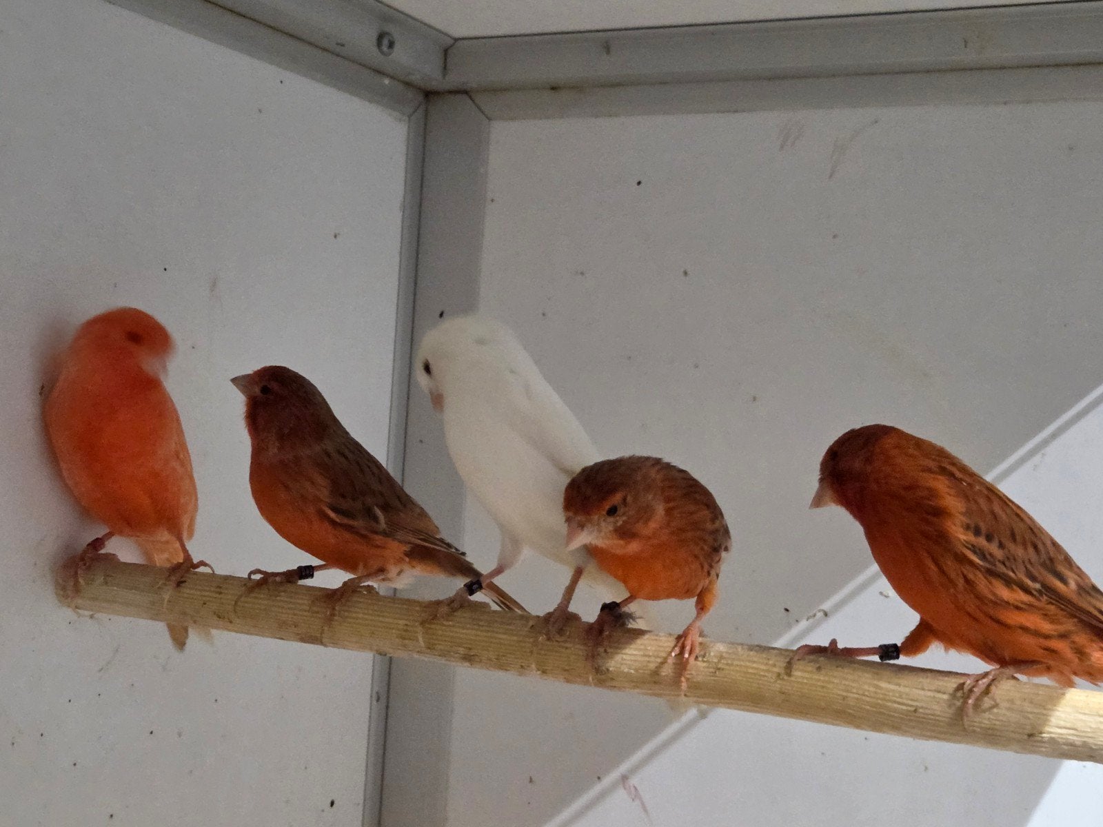 Rood agaat kanaries, Meerdere dieren, Kleurkanarie