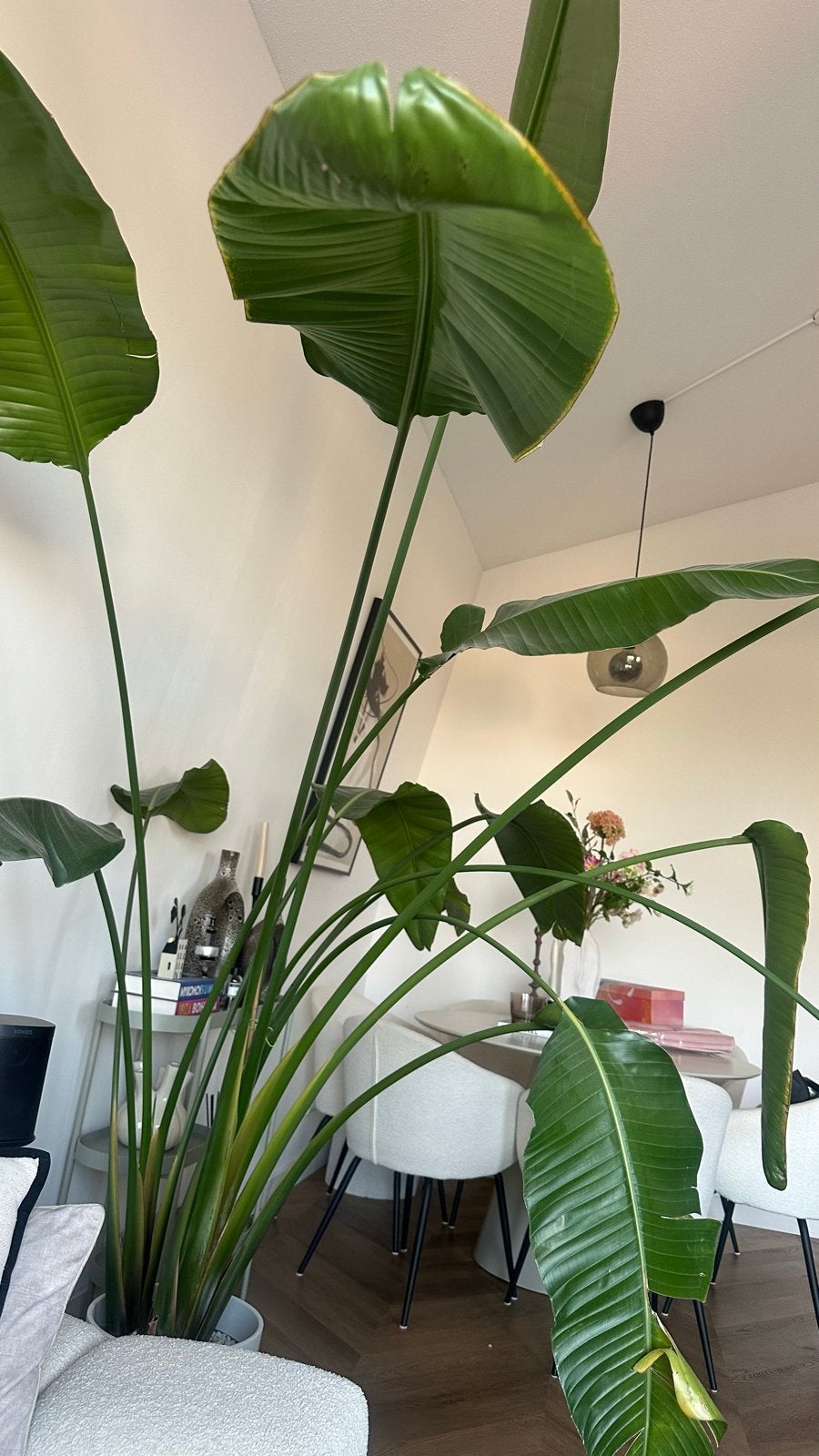 Grote Strelitzia Nicolai - 250 cm hoog, Huis en Inrichting, Kamerplanten, Ophalen, 200 cm of meer, Overige soorten, In pot