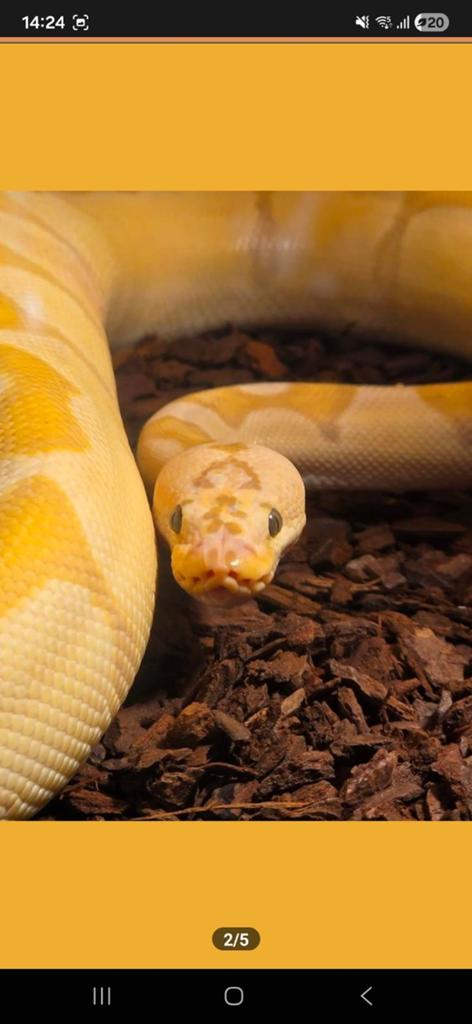 Ballpython, koningspython, banana enchi pastel clown, Dieren en Toebehoren, Slang, 0 tot 2 jaar
