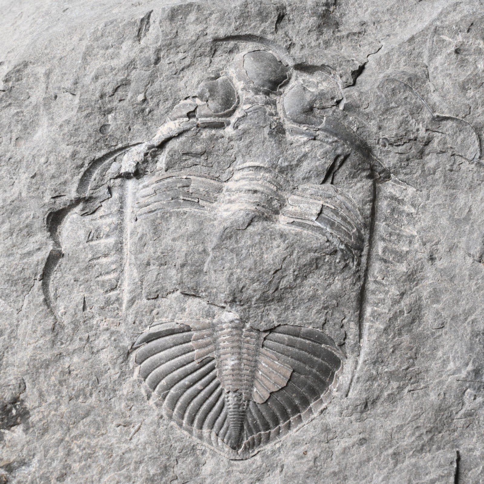 Trilobiet Fossiel - Senticucullus elegans Siluur, Ophalen of Verzenden, Fossiel