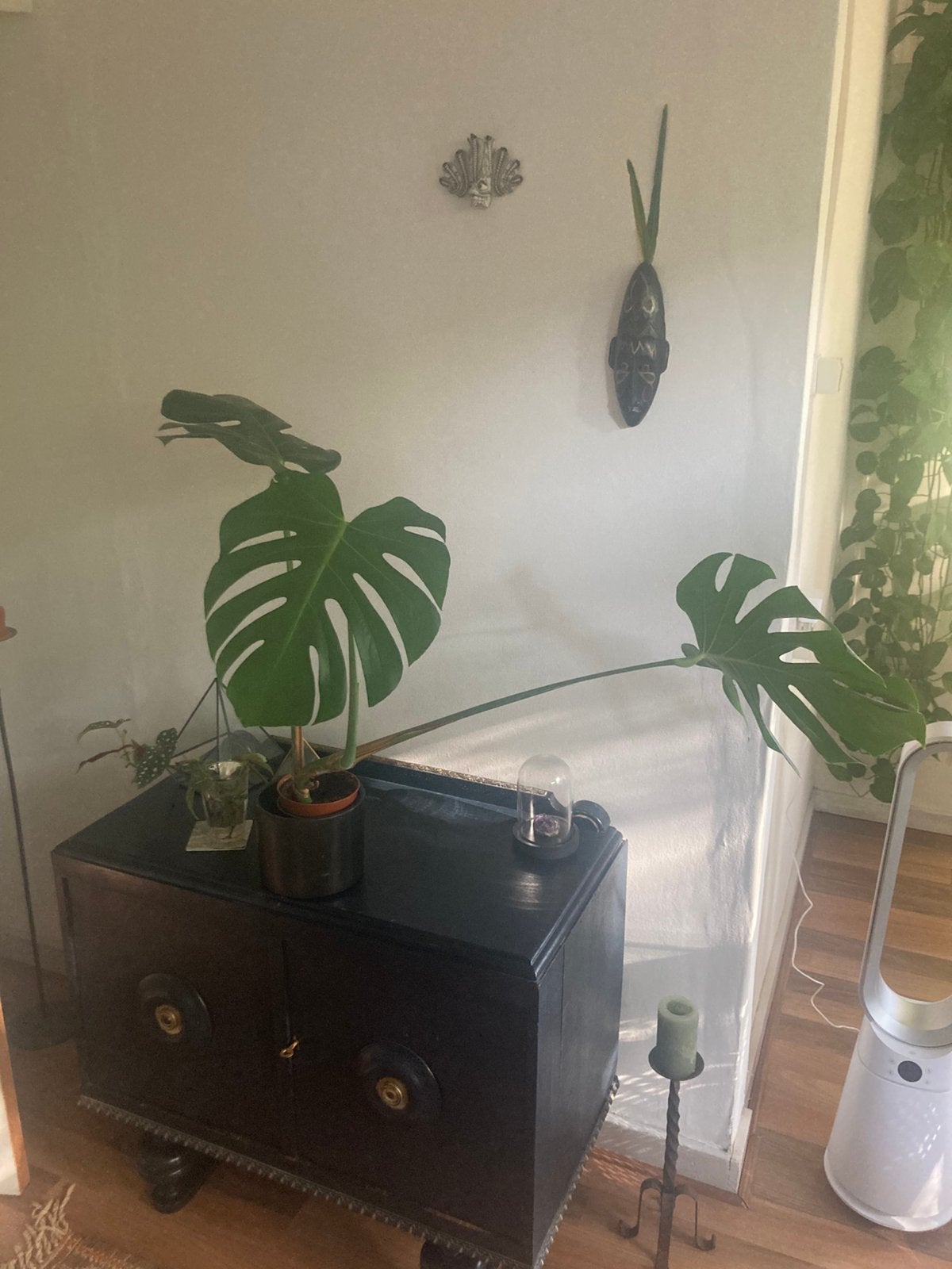 Monstera inclusief zwarte pot, Ophalen, Halfschaduw, Minder dan 100 cm