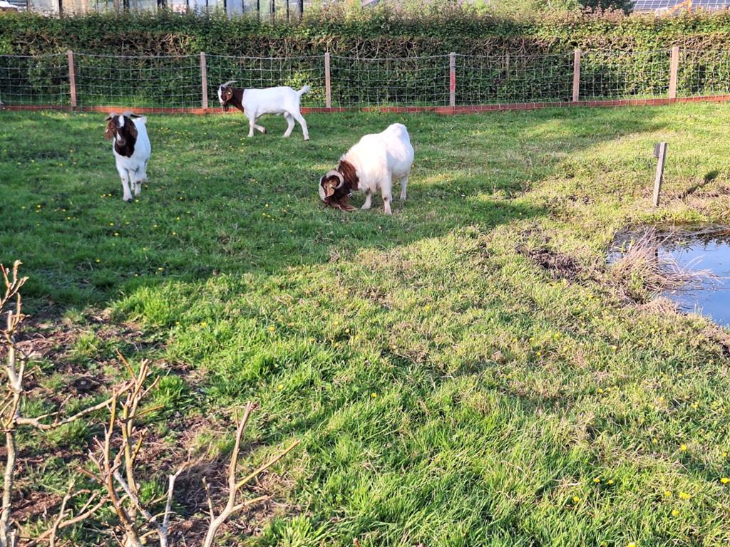 Boergeiten bok en sik., Dieren en Toebehoren, Meerdere dieren, Geit