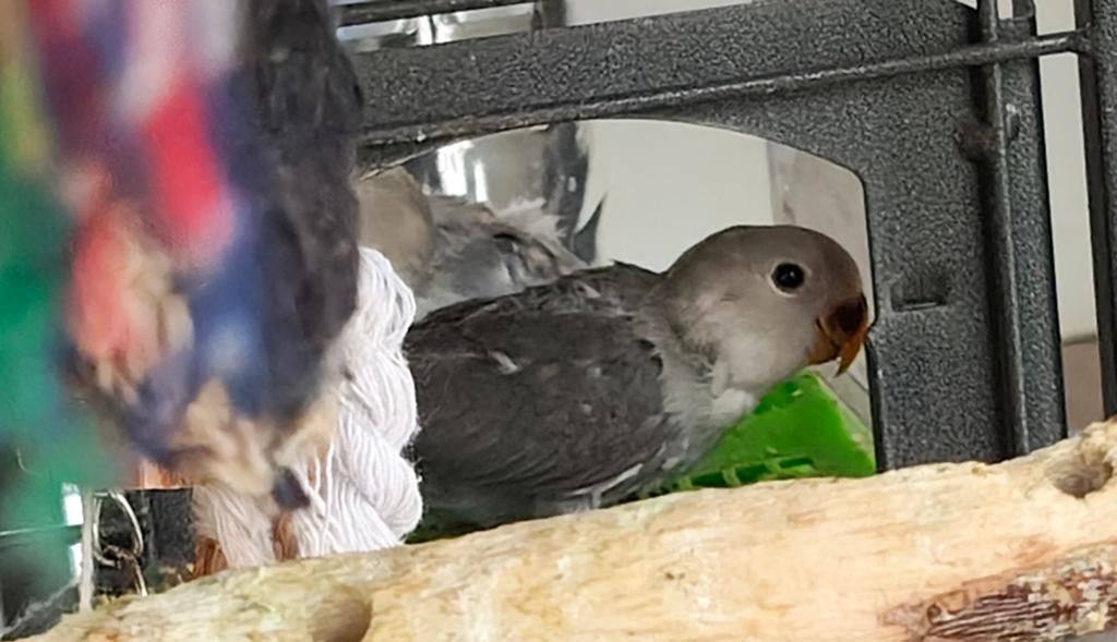 jonge agapornis, Geslacht onbekend, Dwergpapegaai of Agapornis