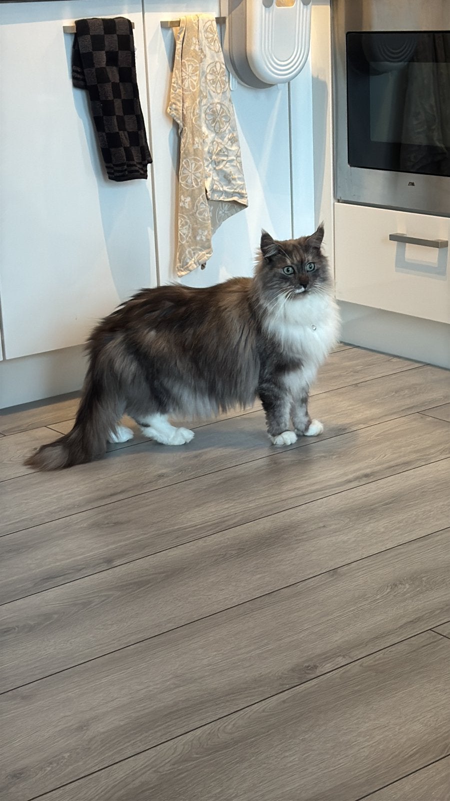 *  Twee superlieve Maine Coon katten zoeken nieuw baasje., Poes, 3 tot 5 jaar