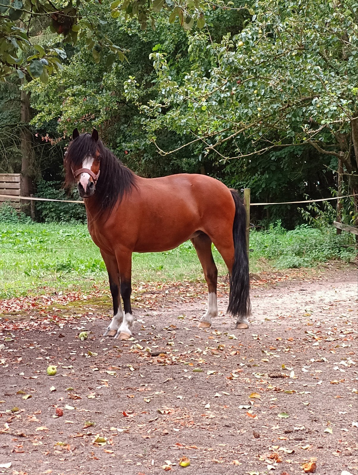 12 jarige Welsh a merrie en mini shetlander merrie, Dieren en Toebehoren, Pony's, Merrie, Zadelmak, Met stamboom, B pony (1.17m tot 1.27m)