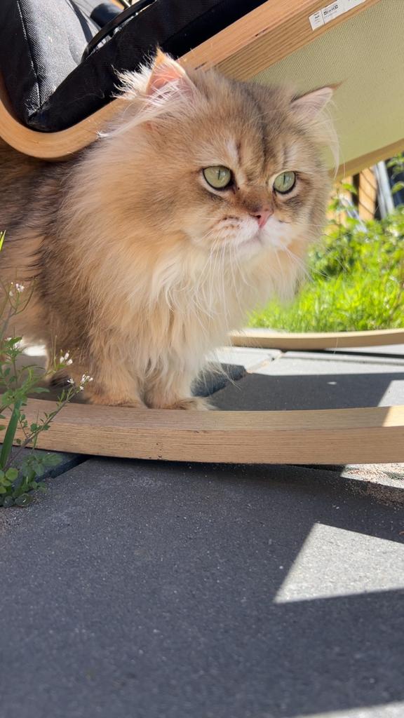 Brits langhaar dekkater (dekking ), Dieren en Toebehoren, 0 tot 2 jaar