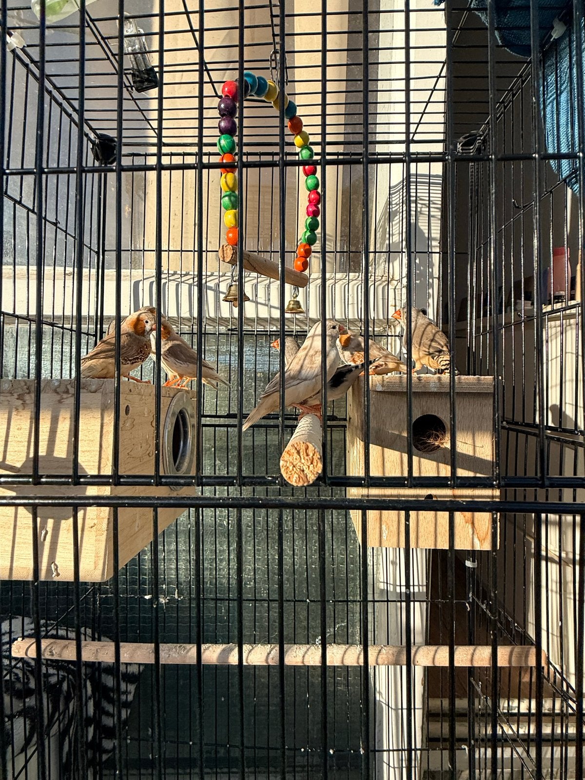 Only only in 70 euros with cage 4 pair 1 male extra, Dieren en Toebehoren, Meerdere dieren