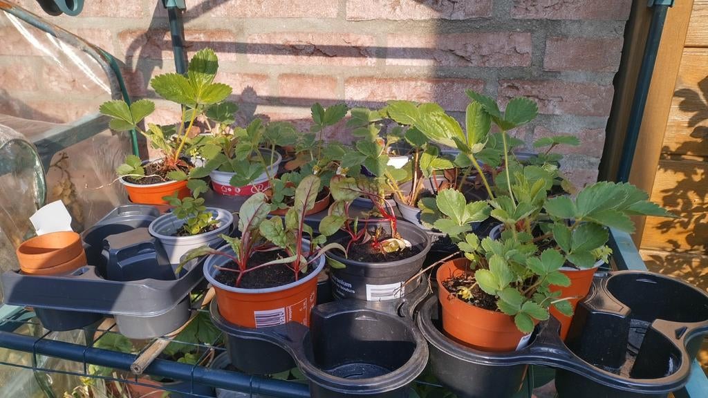 Frambozen aardbeien plantjes, Ophalen, Volle zon