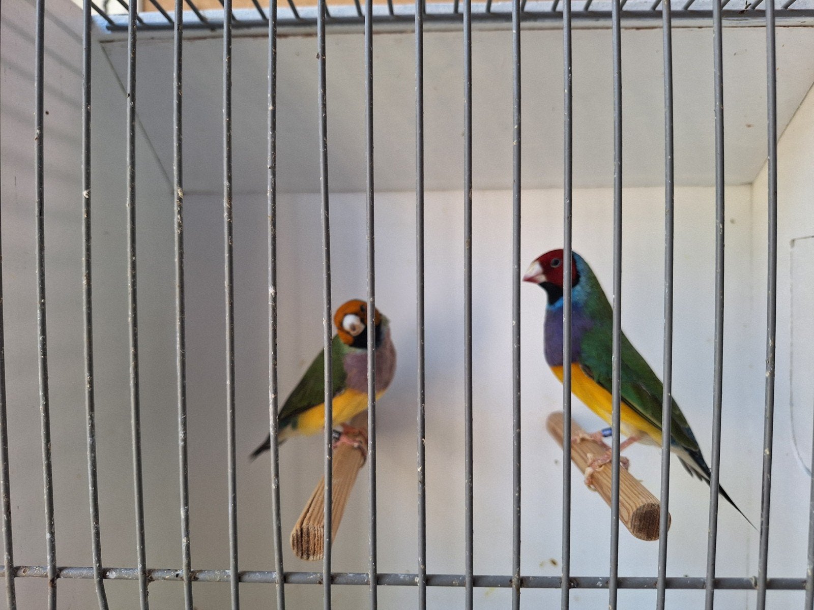 Koppel  Gouldamadine 2024/2025, Dieren en Toebehoren, Vogels | Parkieten en Papegaaien, Meerdere dieren, Parkiet
