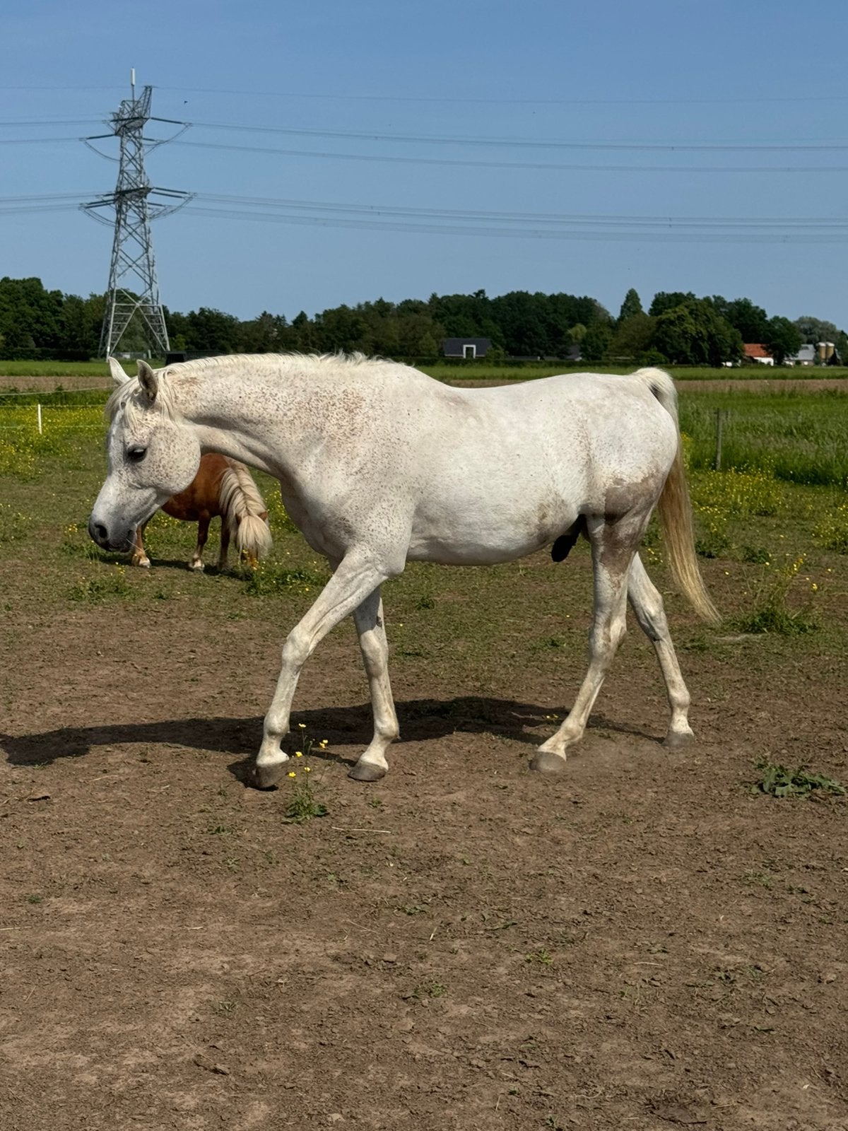 9 jarige gevoelige  ruin, Dieren en Toebehoren, Paarden, Ruin, Minder dan 160 cm, 3 tot 6 jaar, Recreatiepaard, Met stamboom, Gechipt