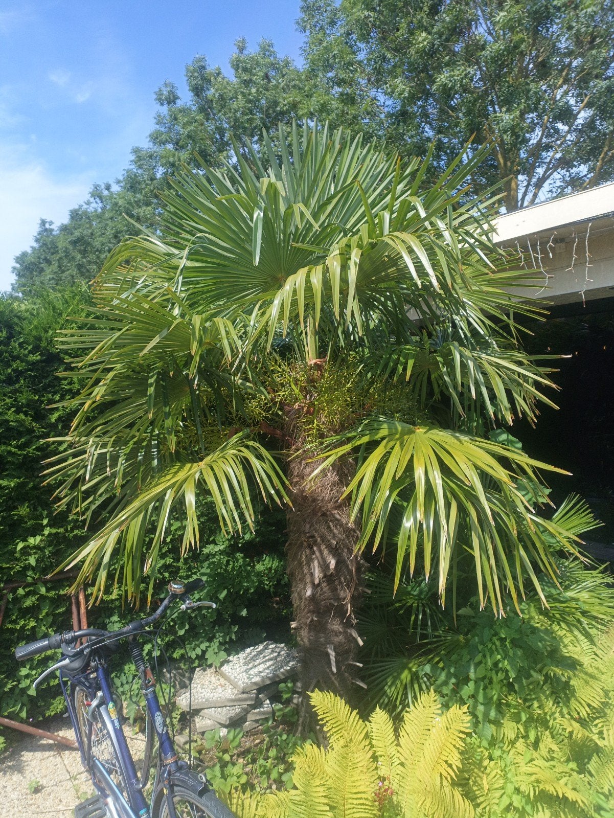 Trachycarpus Fortunei - Winterharde Palmboom, Volle zon, Vaste plant, Bloeit niet, Ophalen
