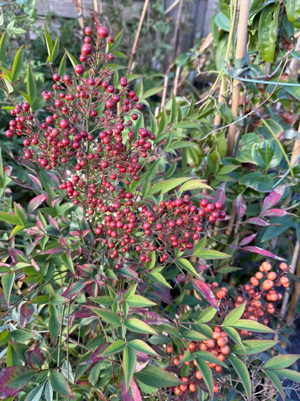 Nandina of hemelse bamboe 2 soorten volop kleur grote plant, Volle zon, Vaste plant, Herfst, Ophalen