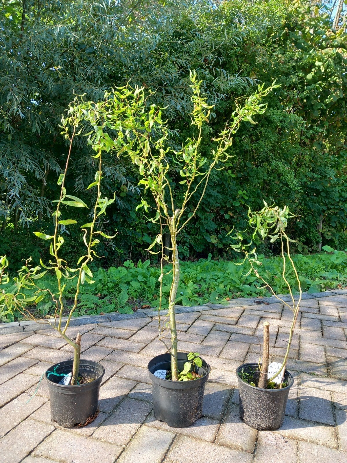 Kronkelwilg, Overige soorten, 100 tot 250 cm, Zomer, Ophalen