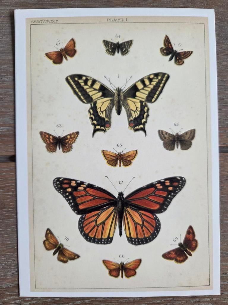 VLINDERS 2, Ophalen, 1960 tot 1980, Overige soorten