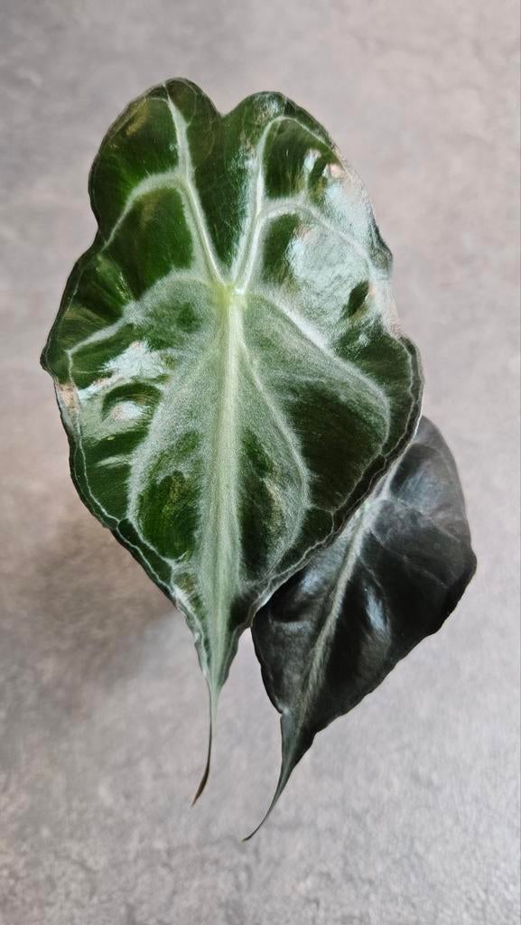 Alocasia Venom, Ophalen of Verzenden, Halfschaduw, Minder dan 100 cm