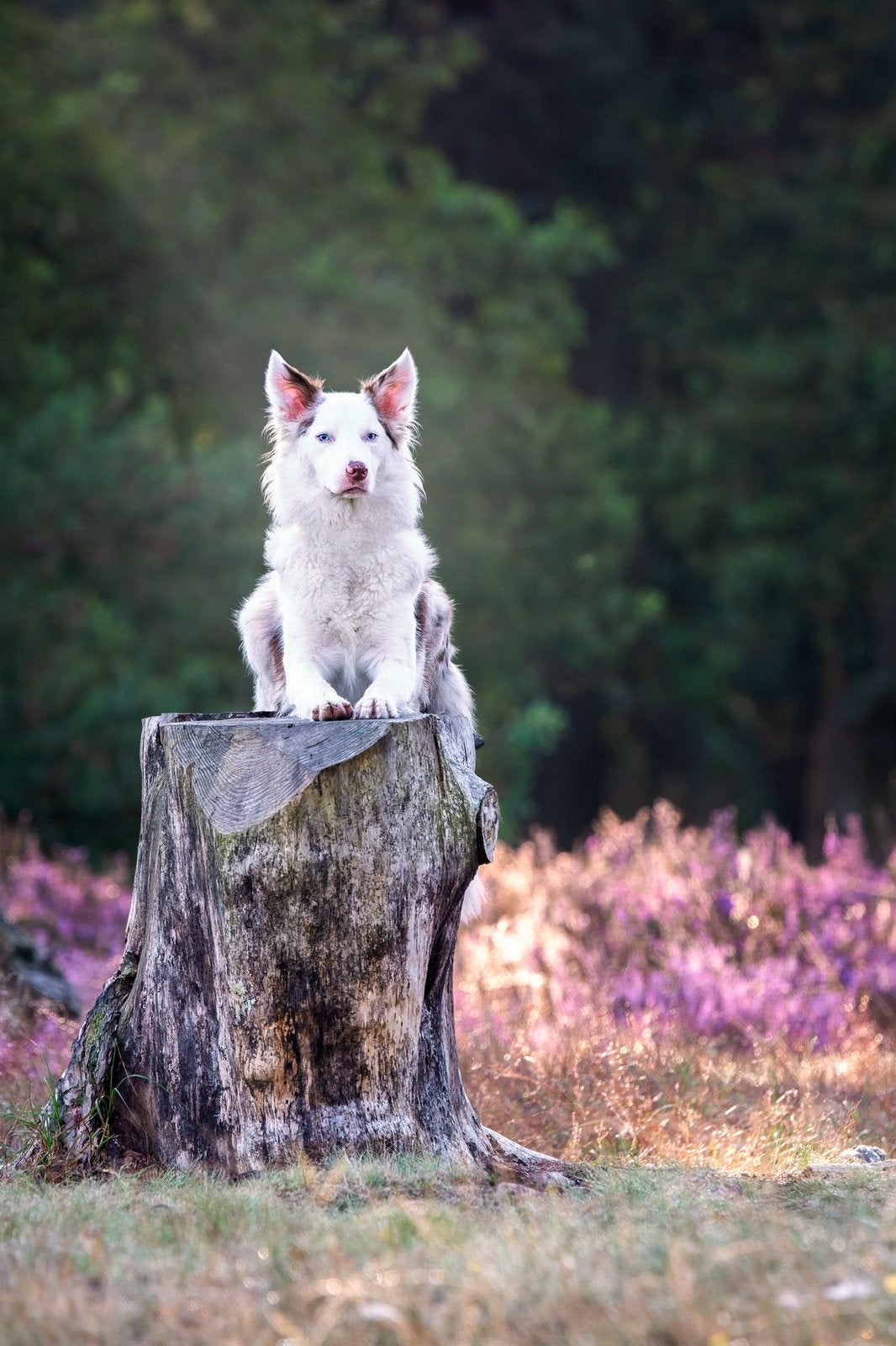 Mooie border collie puppy’s, Parvo, België, Particulier, 8 tot 15 weken