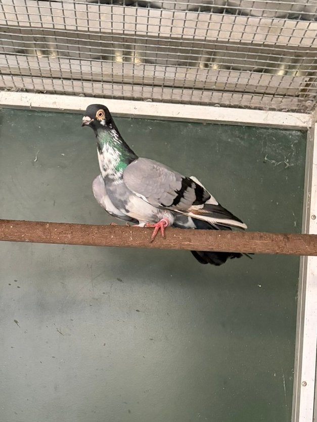 Sierduif, Dieren en Toebehoren, Vogels | Duiven, Geslacht onbekend, Overige soorten