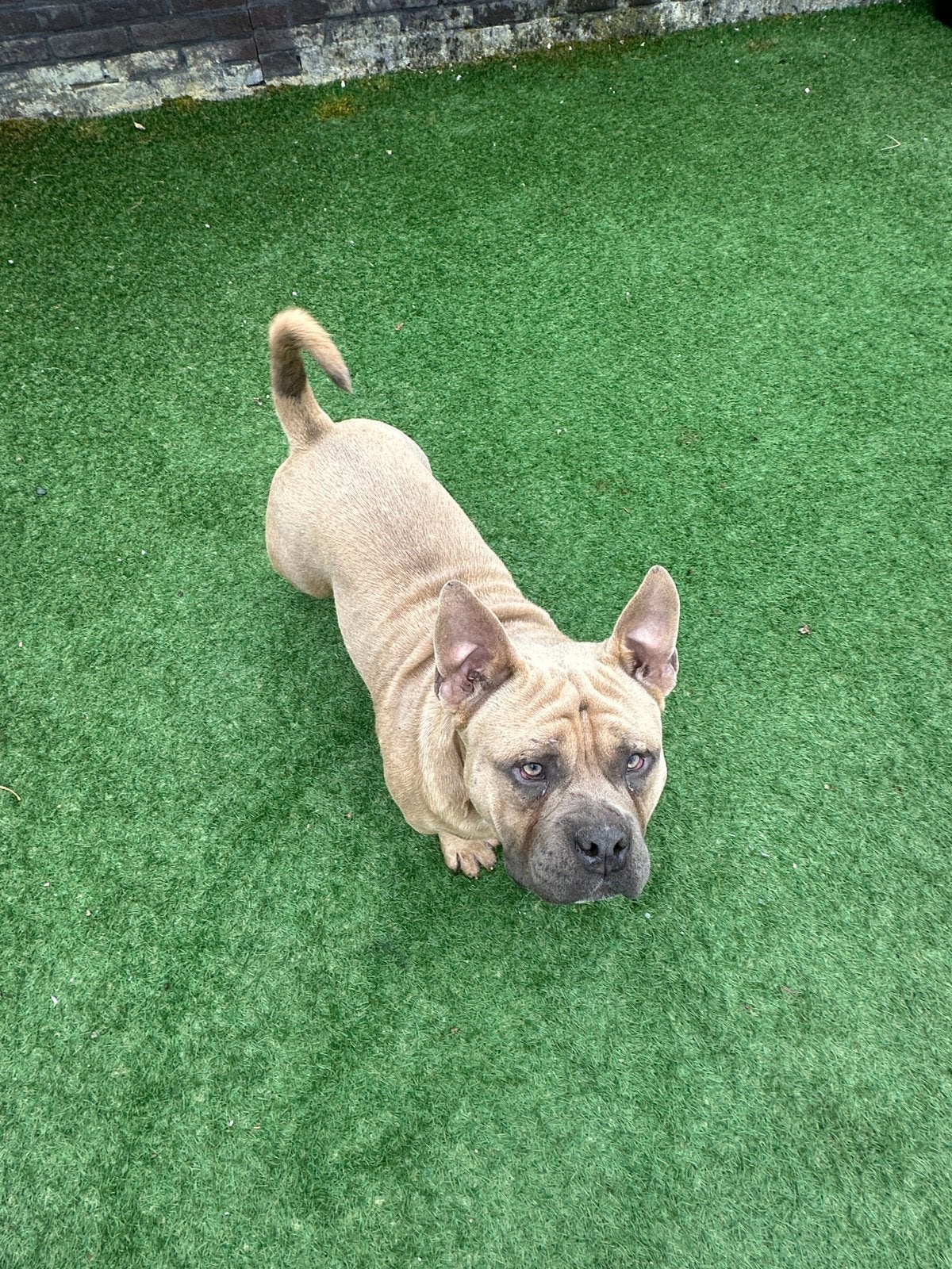 American bully pocket reu 8 maanden stamboom en paspoort, 15 weken tot 1 jaar, Teef, Parvo, Bulldog