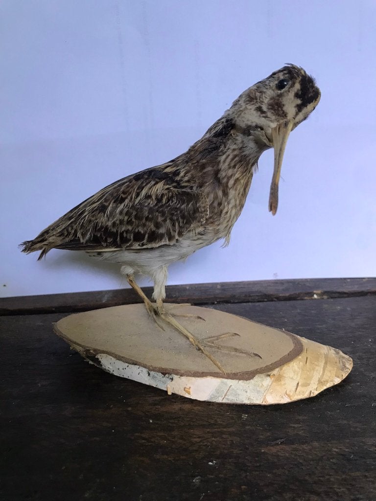 Opgezette vogel houtsnip, Verzamelen, Ophalen of Verzenden, Zo goed als nieuw, Vogel, Opgezet dier