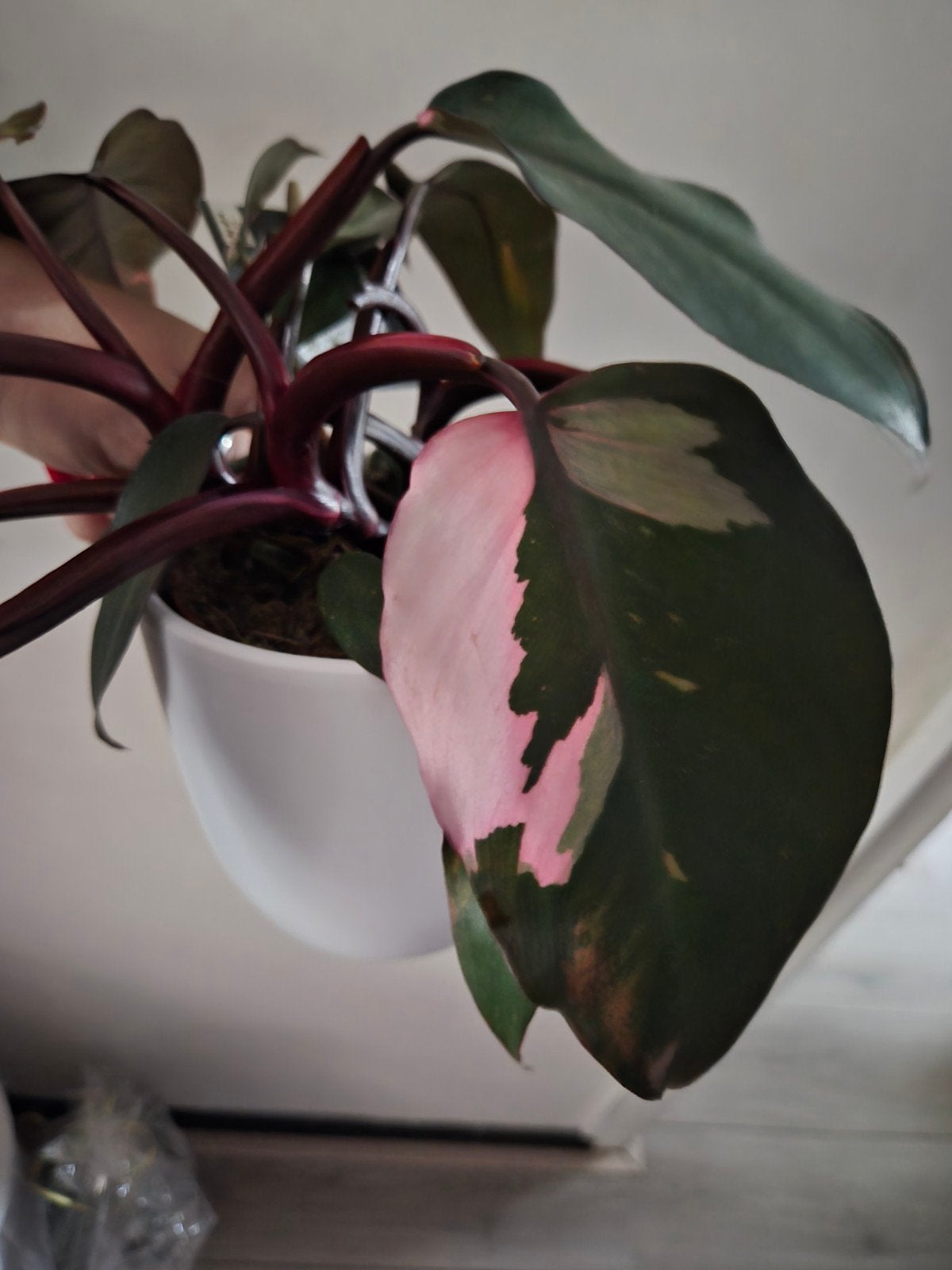 Philodendron Pink Princess, Huis en Inrichting, Kamerplanten, Ophalen, Overige soorten, Halfschaduw, In pot