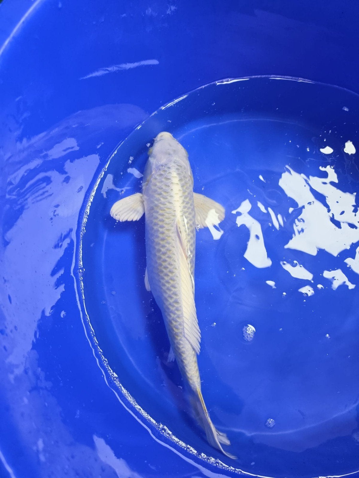 Nisai mix 40-45cm, Karper of Koi