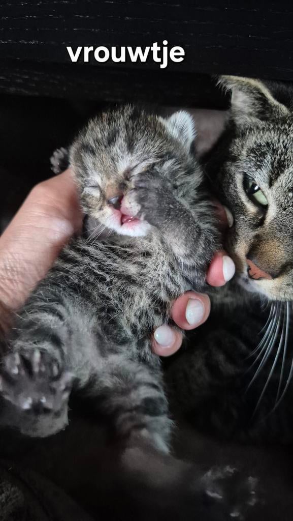 3 cyperse kittens te koop