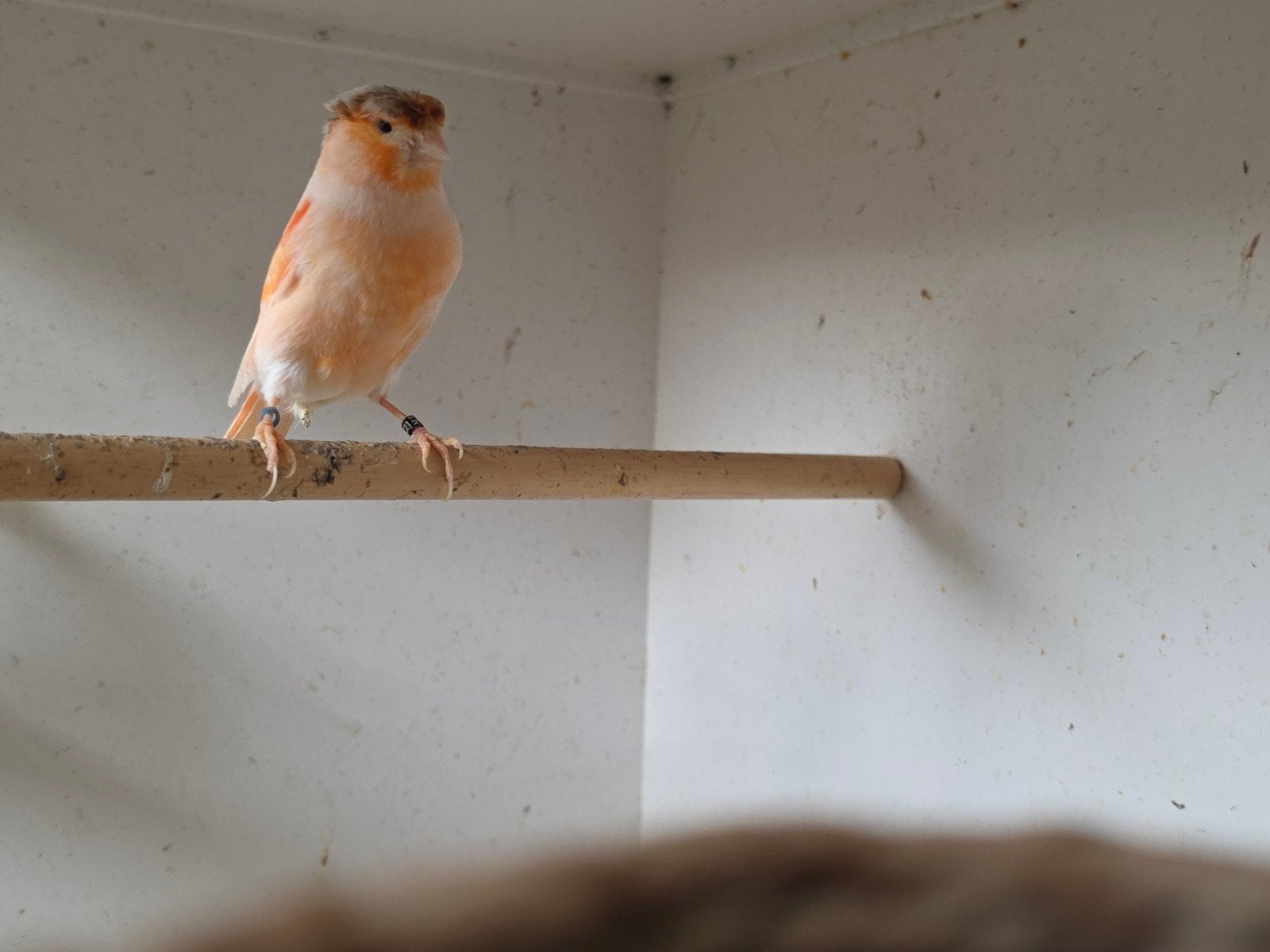 kanaries 2025 te koop, Dieren en Toebehoren, Vogels | Kanaries, Meerdere dieren, Kleurkanarie