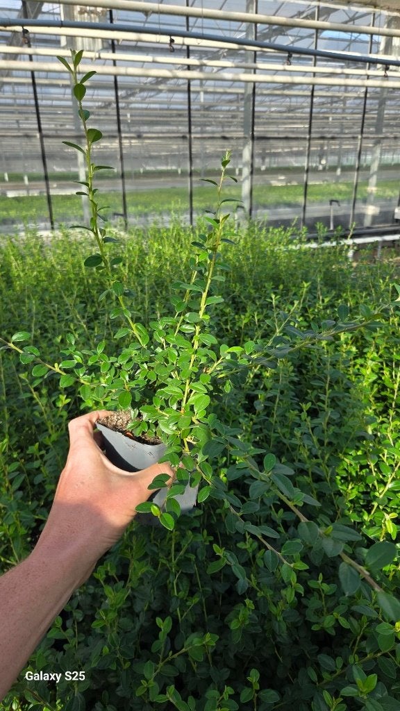 Cotoneaster Coral Beauty - Dwergmispel, Tuin en Terras, Ophalen, Overige soorten, Volle zon