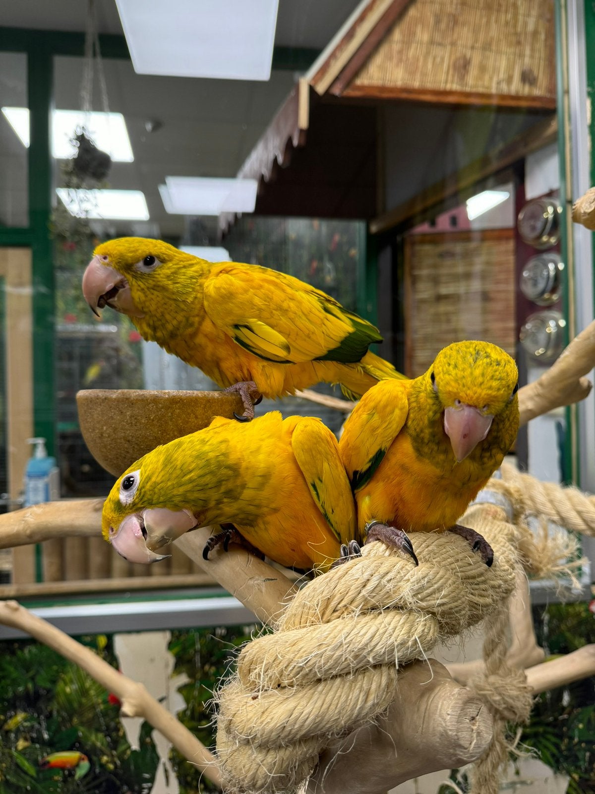 Jonge goudparkieten, Meerdere dieren, Papegaai, Pratend