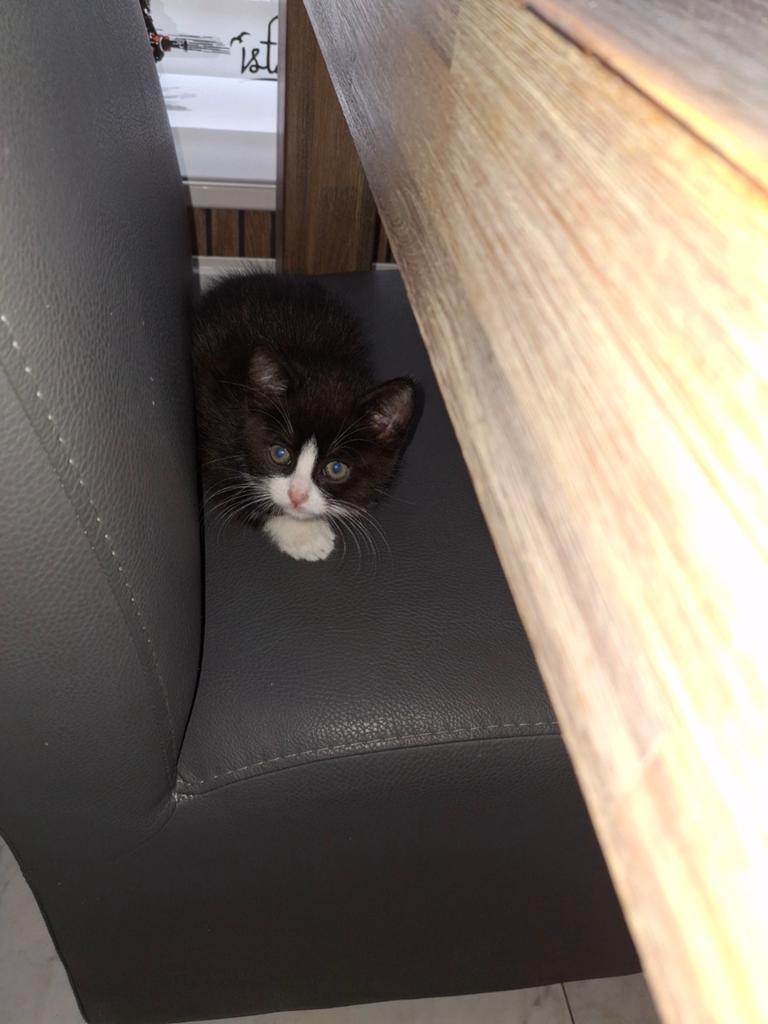 2 super lieve Maine coon x Europees kort haar, Meerdere dieren, Langharig, 0 tot 2 jaar