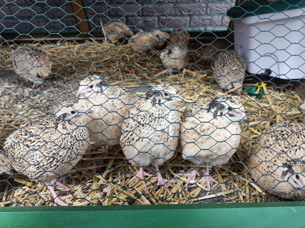 Japanse jumbo kwartels, Dieren en Toebehoren, Pluimvee, Meerdere dieren, Overige soorten