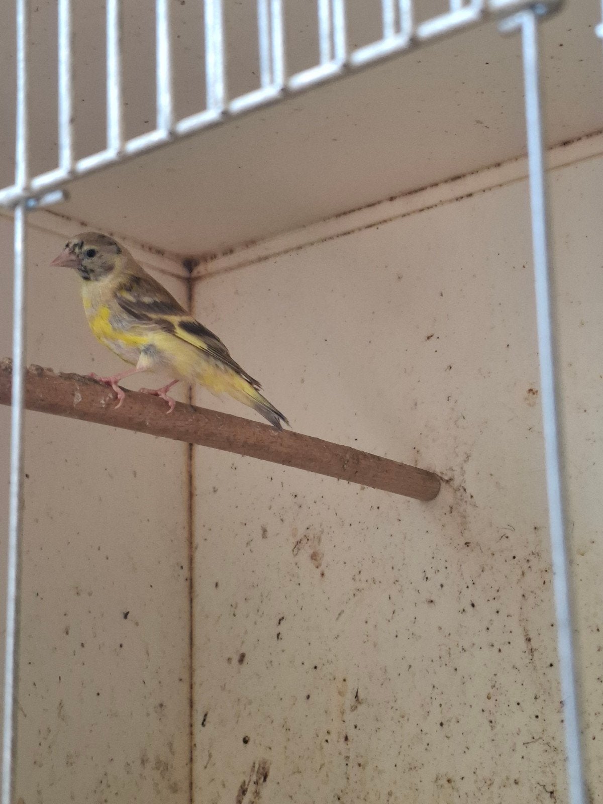 Topaas zwartkop sijs man van 26 op zang, Dieren en Toebehoren, Vogels | Overige Vogels, Mannelijk