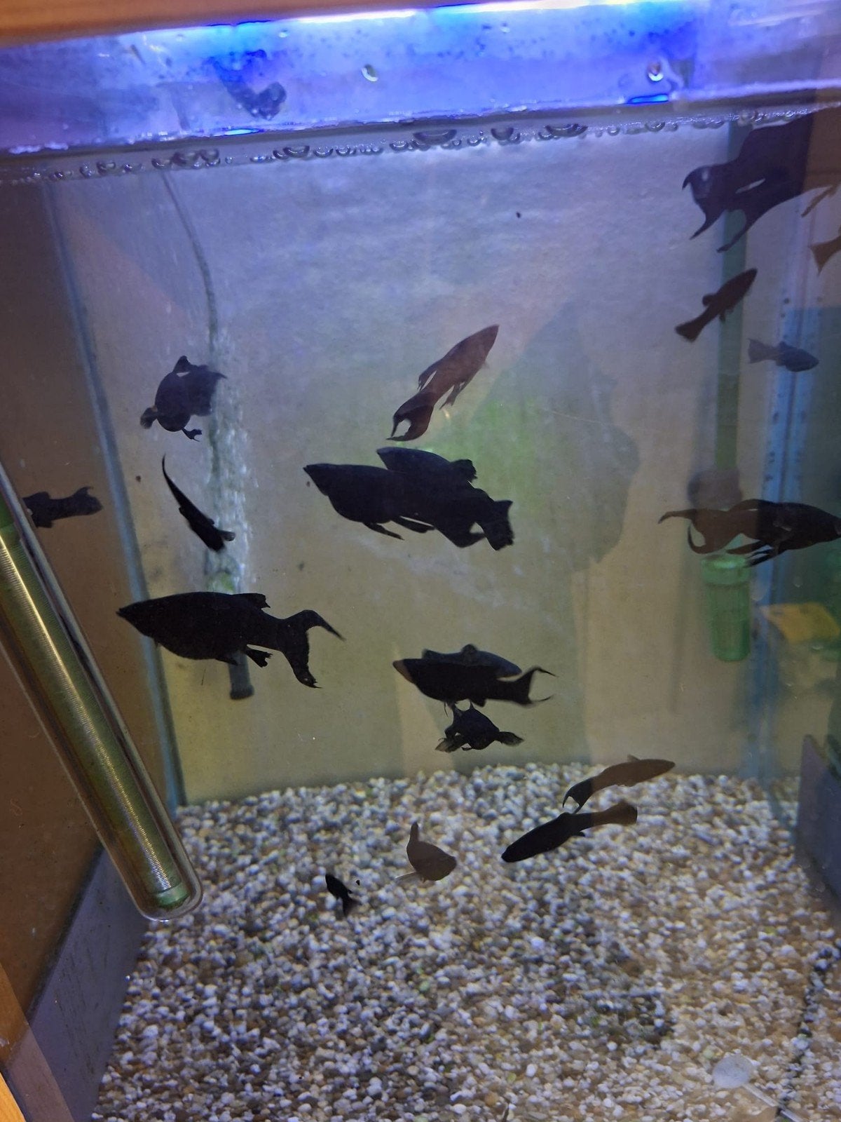 Black molly's, Dieren en Toebehoren, Vissen | Aquariumvissen, Vis