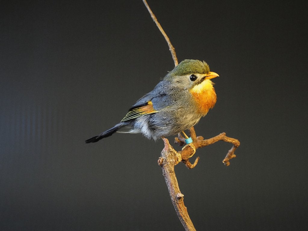 Opgezette Japanse Nachtegaal, Ophalen of Verzenden, Zo goed als nieuw, Vogel, Opgezet dier
