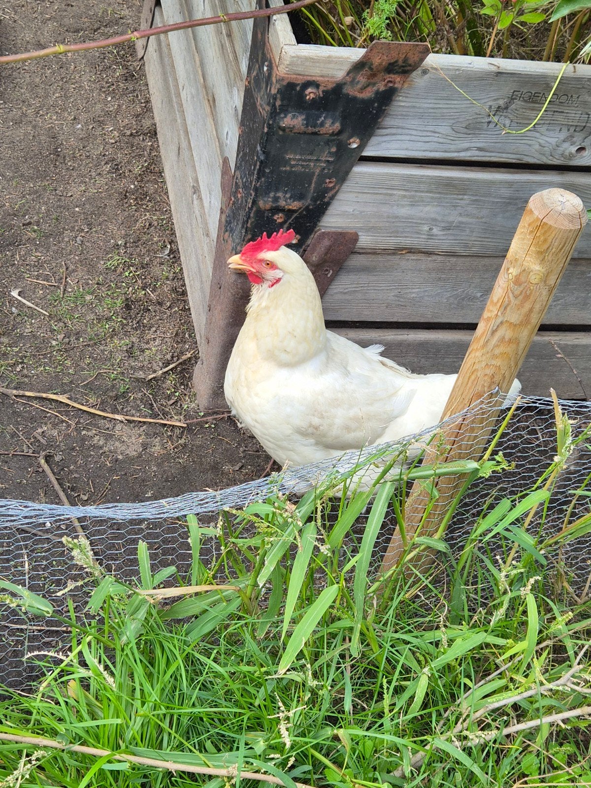 witte kip (liefst vandaag ophalen), Dieren en Toebehoren