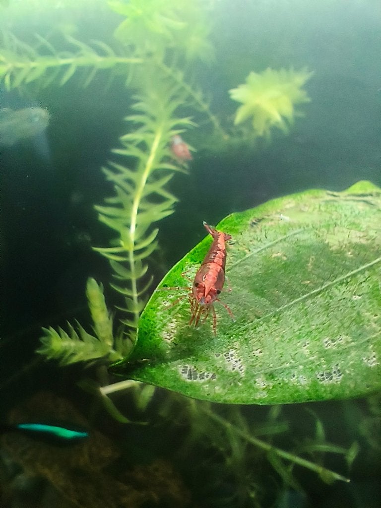 CHERRY GARNALEN, Dieren en Toebehoren, Kreeft, Krab of Garnaal, Zoetwatervis, Schoolvis