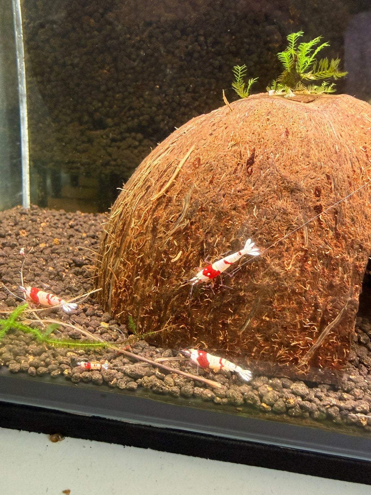 Crystal red garnalen, Kreeft, Krab of Garnaal, Zoetwatervis, Schoolvis