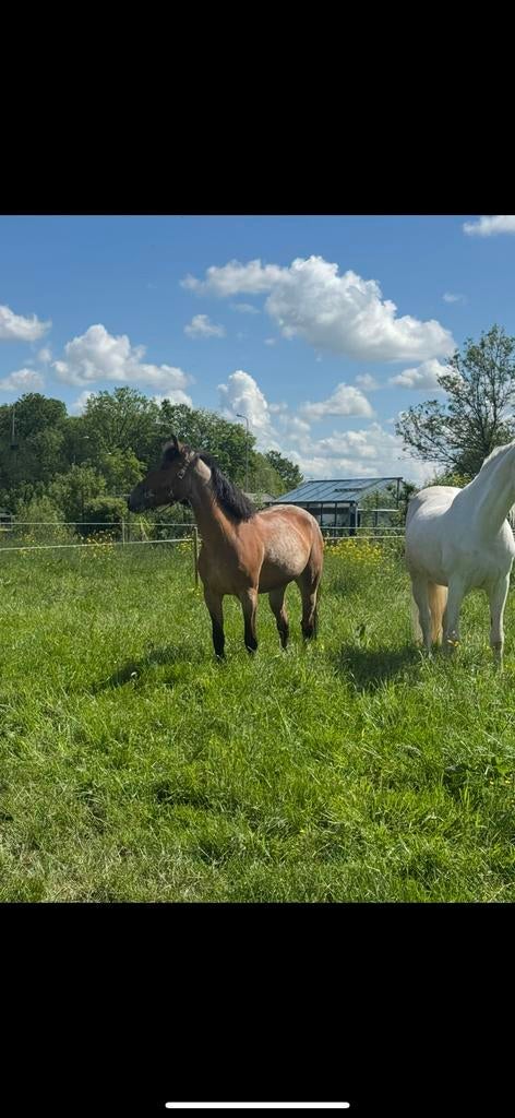 Leuke knappe lieve pony te koop !, Dieren en Toebehoren, Pony's, Merrie