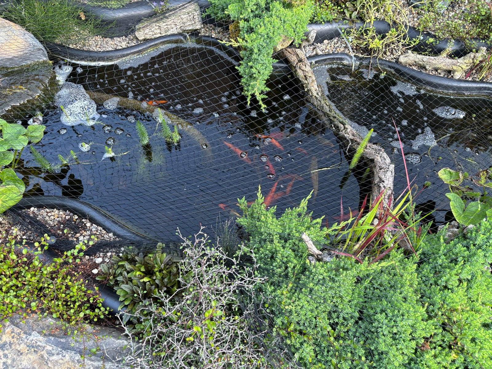 Vijvervissen, Karper of Koi