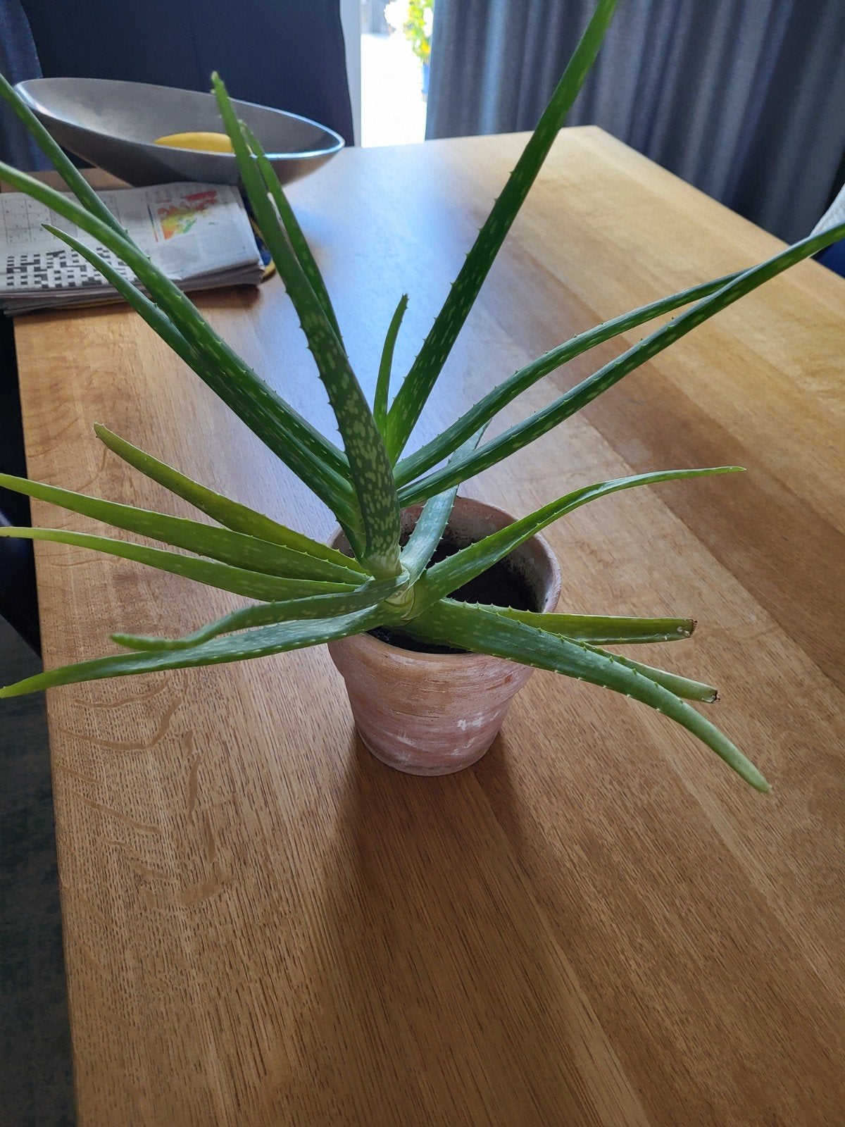 Aloe Vera, Ophalen, Halfschaduw, Minder dan 100 cm