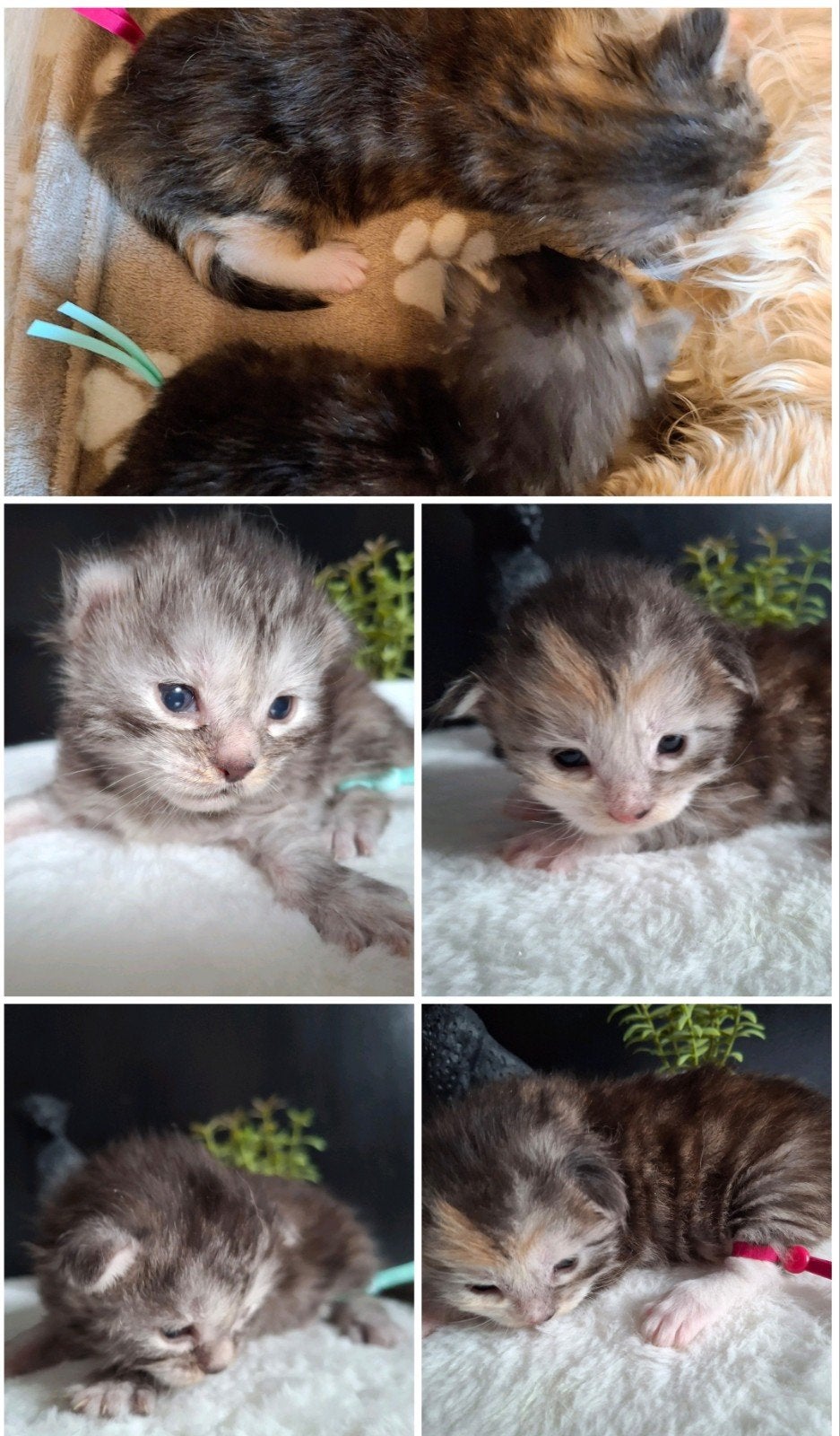 kittens 💯% Maine Coon, Meerdere dieren, Ontwormd, 0 tot 2 jaar